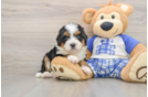 Adorable Mini Bernadoodle Poodle Mix Puppy
