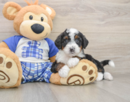 6 week old Mini Bernedoodle Puppy For Sale - Windy City Pups