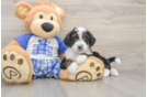 Mini Bernedoodle Pup Being Cute