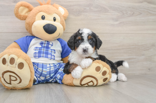 Mini Bernedoodle Pup Being Cute