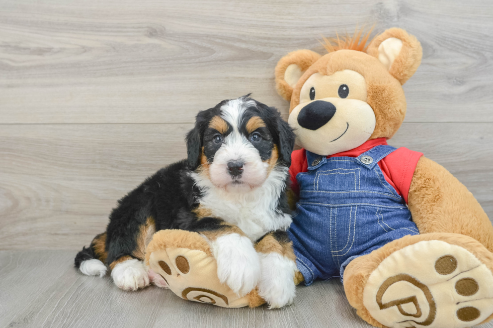 Best Mini Bernedoodle Baby