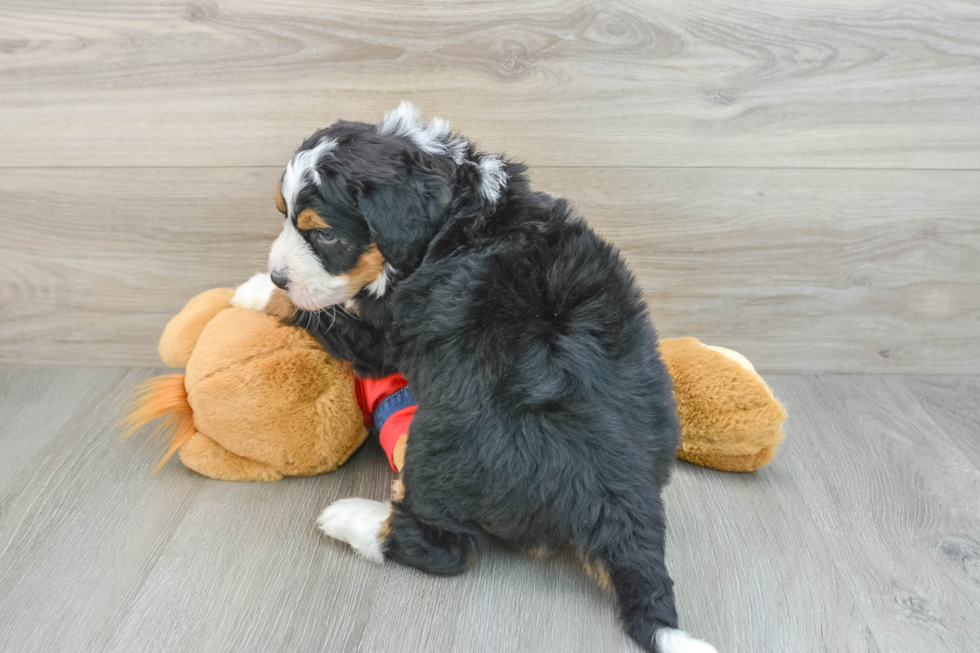 Little Mini Bernepoo Poodle Mix Puppy