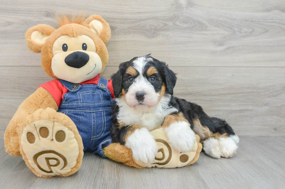 5 week old Mini Bernedoodle Puppy For Sale - Windy City Pups