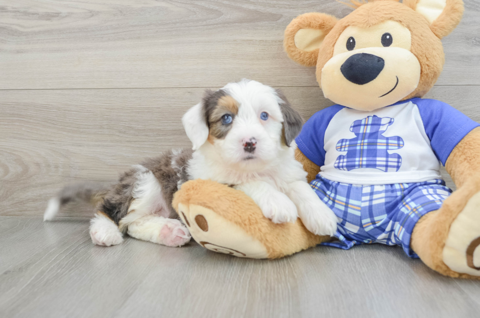 7 week old Mini Bernedoodle Puppy For Sale - Windy City Pups