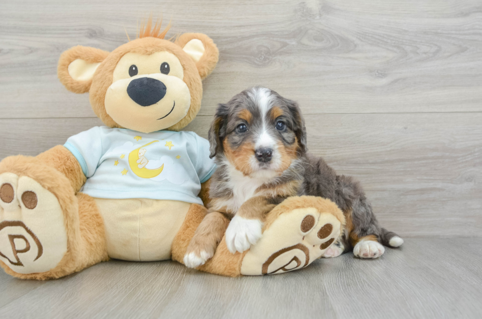 5 week old Mini Bernedoodle Puppy For Sale - Windy City Pups