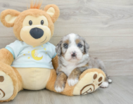 6 week old Mini Bernedoodle Puppy For Sale - Windy City Pups