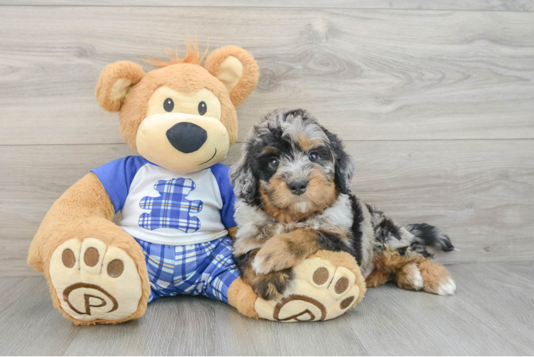 Mini Bernedoodle Puppy for Adoption