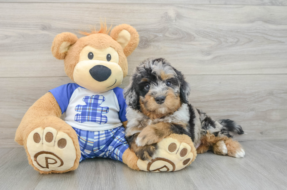 6 week old Mini Bernedoodle Puppy For Sale - Windy City Pups