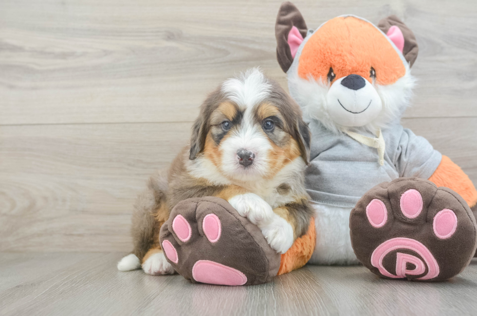 5 week old Mini Bernedoodle Puppy For Sale - Windy City Pups