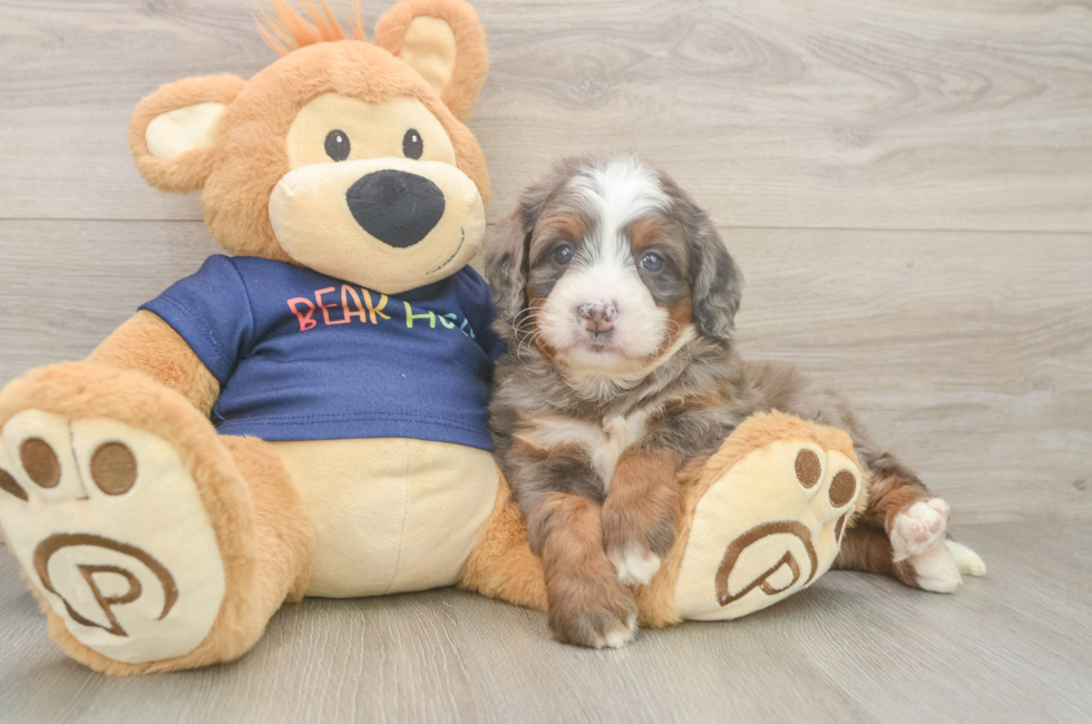 5 week old Mini Bernedoodle Puppy For Sale - Windy City Pups