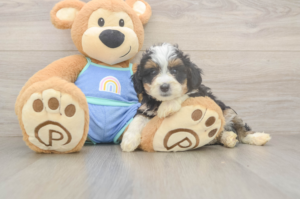 5 week old Mini Bernedoodle Puppy For Sale - Windy City Pups