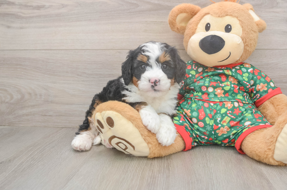 5 week old Mini Bernedoodle Puppy For Sale - Windy City Pups