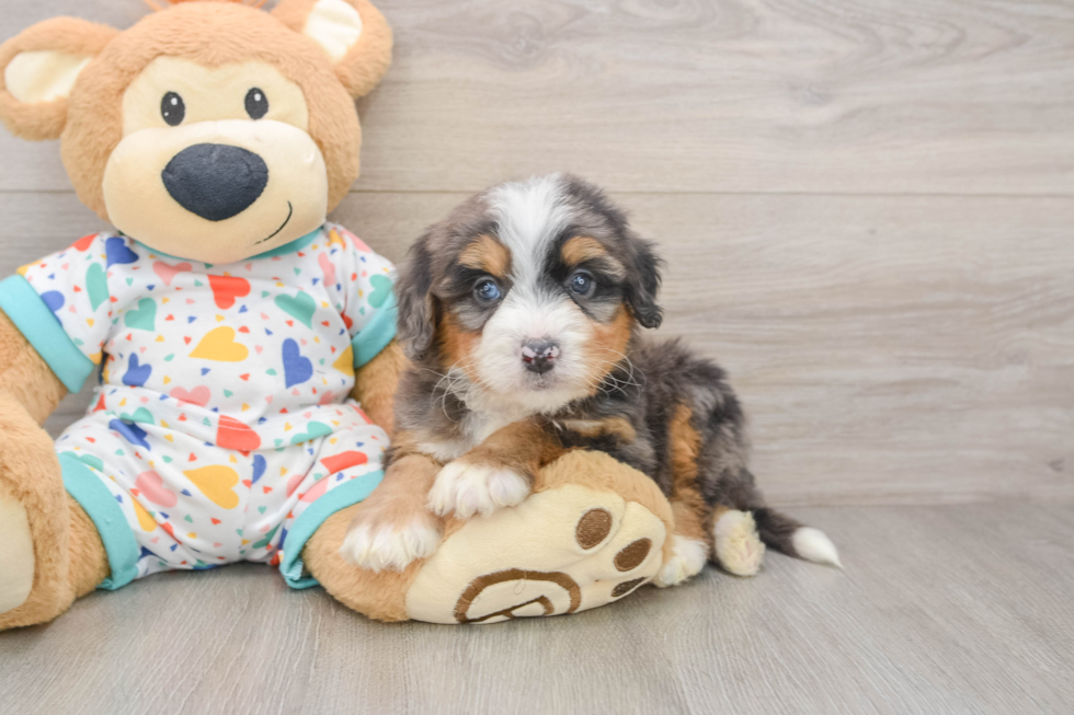 Best Mini Bernedoodle Baby