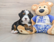 6 week old Mini Bernedoodle Puppy For Sale - Windy City Pups