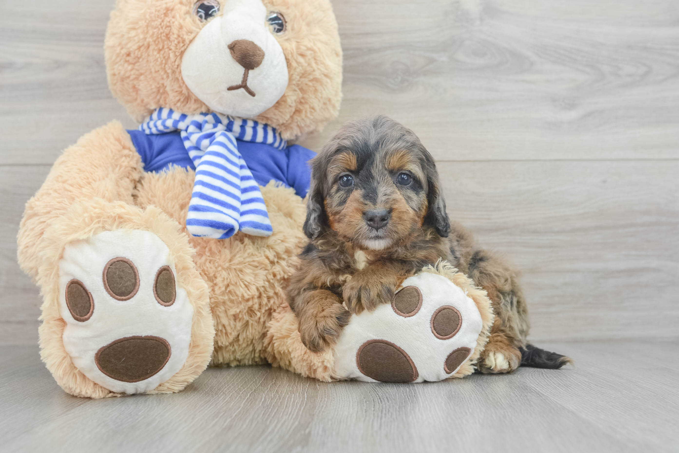 Cute Mini Bernedoodle Baby