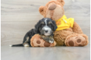 Mini Bernedoodle Puppy for Adoption