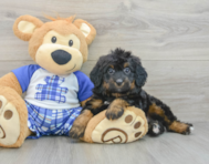 7 week old Mini Bernedoodle Puppy For Sale - Windy City Pups