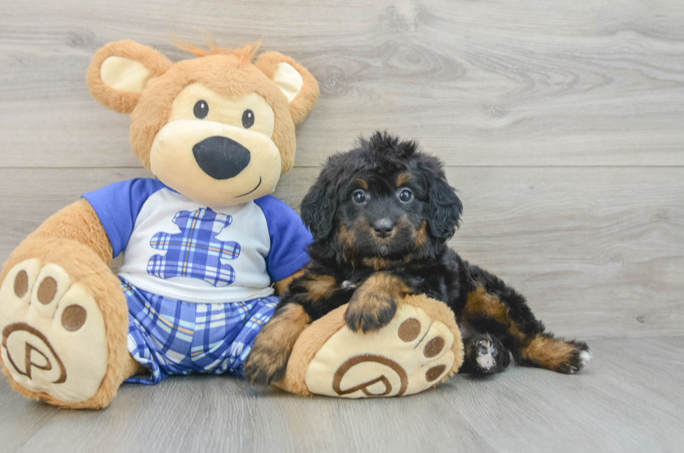 6 week old Mini Bernedoodle Puppy For Sale - Windy City Pups