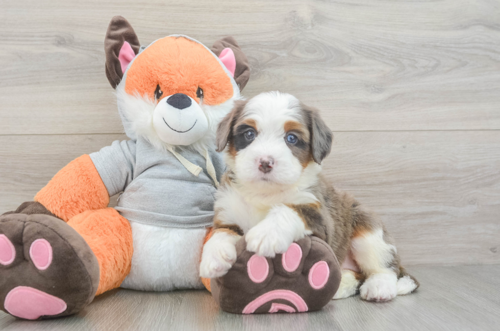 5 week old Mini Bernedoodle Puppy For Sale - Windy City Pups