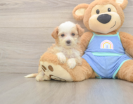 6 week old Mini Bernedoodle Puppy For Sale - Windy City Pups