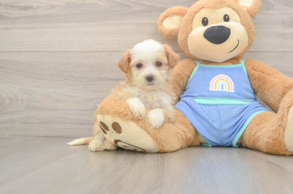5 week old Mini Bernedoodle Puppy For Sale - Windy City Pups