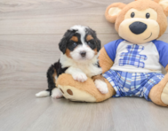 6 week old Mini Bernedoodle Puppy For Sale - Windy City Pups