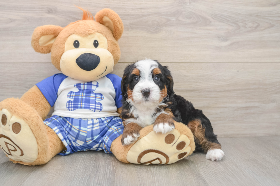 Mini Bernedoodle Puppy for Adoption