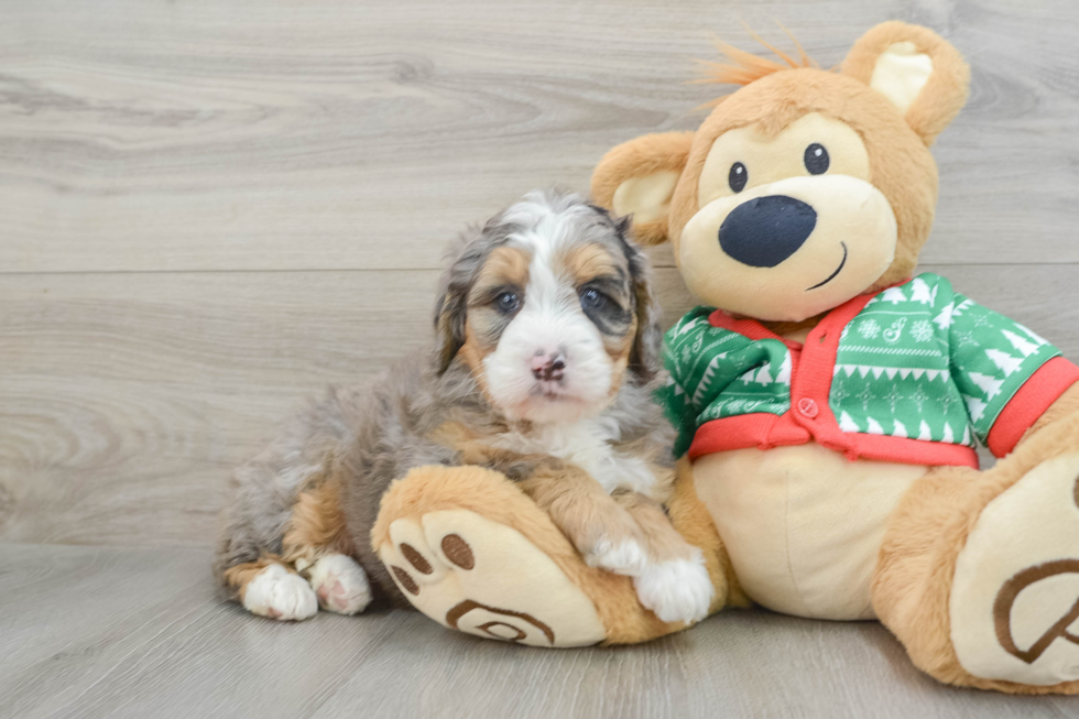 Happy Mini Bernedoodle Baby