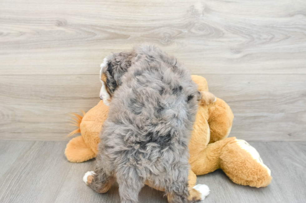 Playful Mini Bernepoo Poodle Mix Puppy