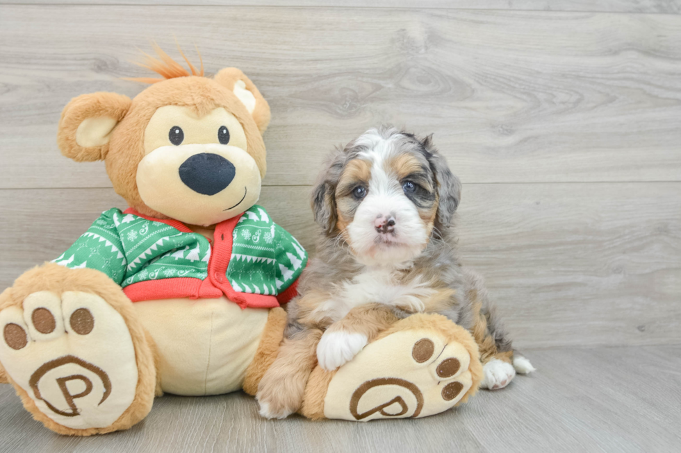 Mini Bernedoodle Puppy for Adoption