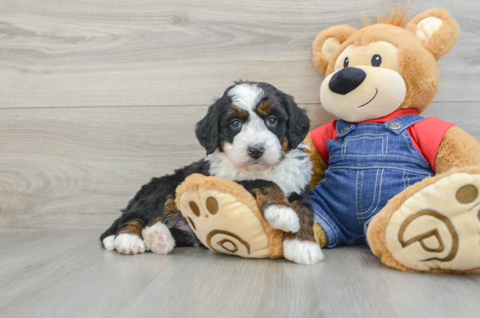 5 week old Mini Bernedoodle Puppy For Sale - Windy City Pups