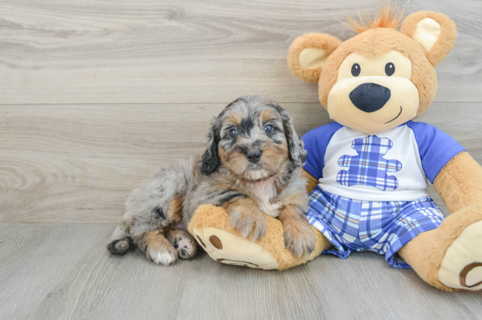 7 week old Mini Bernedoodle Puppy For Sale - Windy City Pups