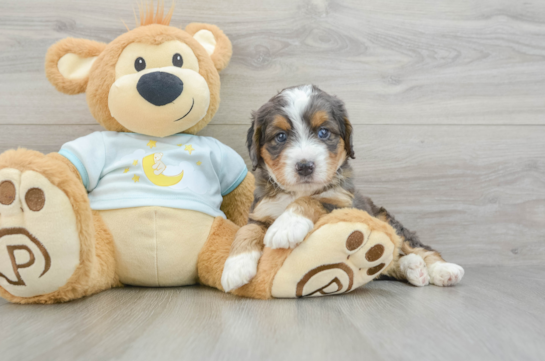 Mini Bernedoodle Pup Being Cute