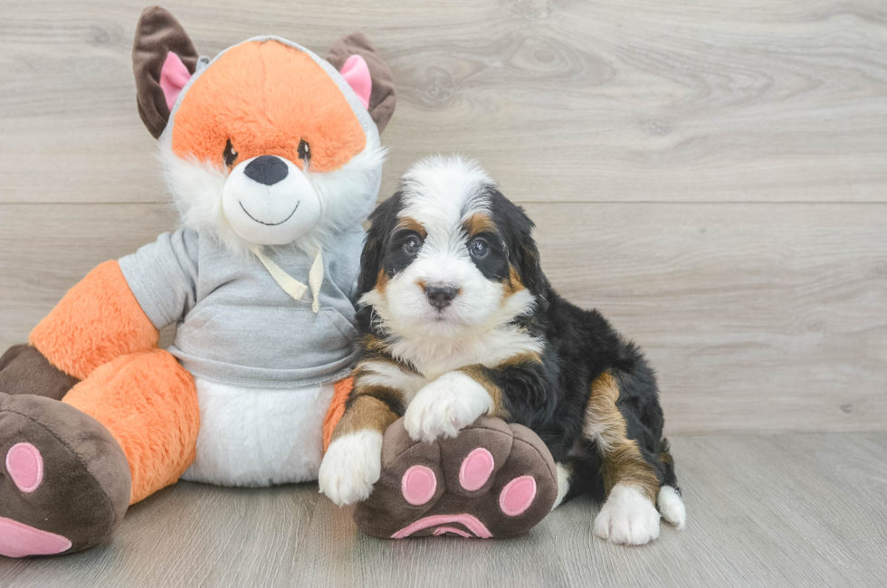5 week old Mini Bernedoodle Puppy For Sale - Windy City Pups