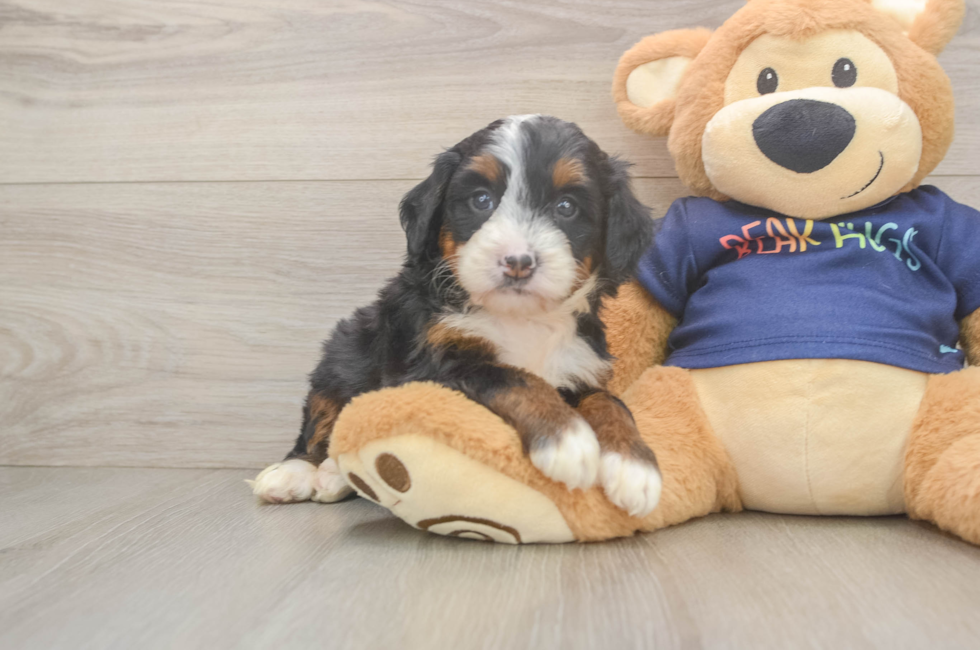 5 week old Mini Bernedoodle Puppy For Sale - Windy City Pups