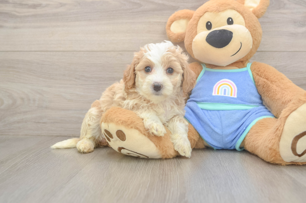 5 week old Mini Bernedoodle Puppy For Sale - Windy City Pups