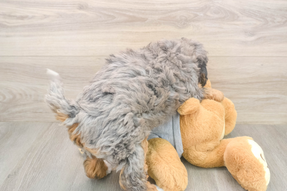Petite Mini Bernedoodle Poodle Mix Pup