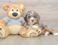 7 week old Mini Bernedoodle Puppy For Sale - Windy City Pups