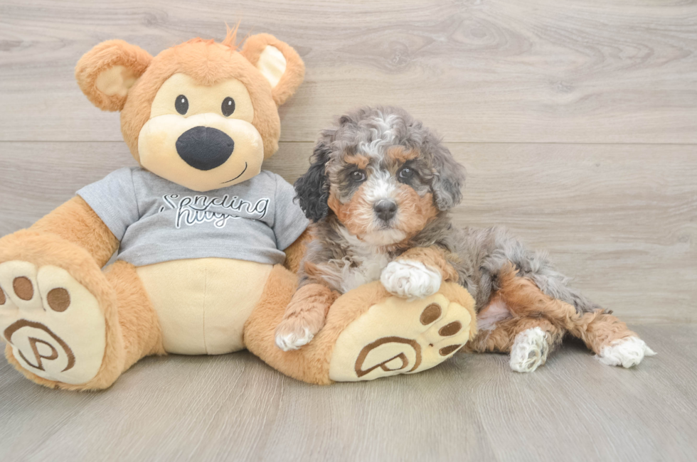6 week old Mini Bernedoodle Puppy For Sale - Windy City Pups