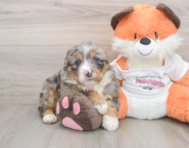 7 week old Mini Bernedoodle Puppy For Sale - Windy City Pups