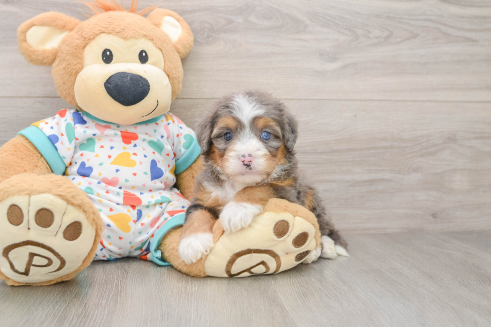 Petite Mini Bernedoodle Poodle Mix Pup