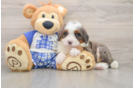 Little Mini Bernesedoodle Poodle Mix Puppy