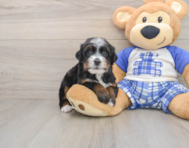6 week old Mini Bernedoodle Puppy For Sale - Windy City Pups