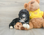 7 week old Mini Bernedoodle Puppy For Sale - Windy City Pups