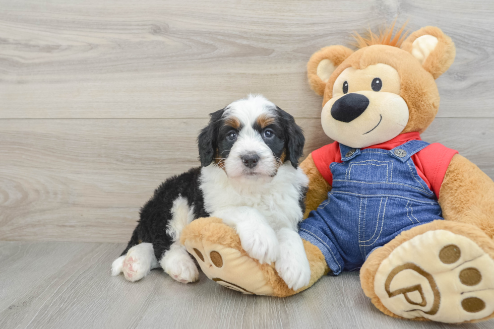 Adorable Mini Bernadoodle Poodle Mix Puppy