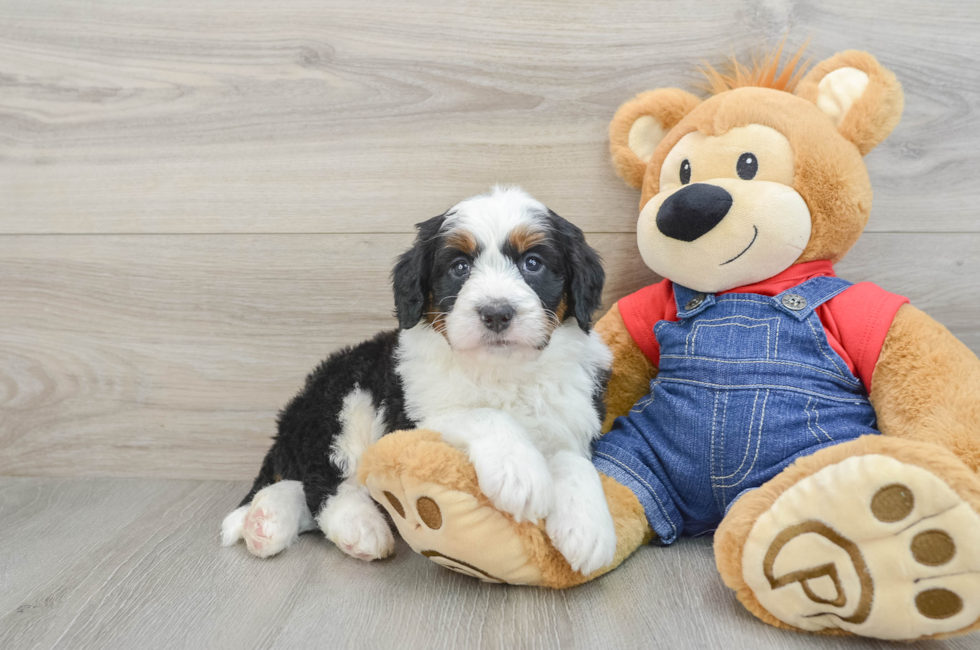 5 week old Mini Bernedoodle Puppy For Sale - Windy City Pups