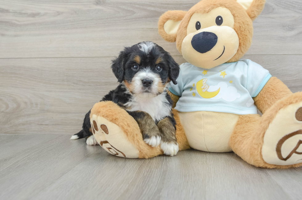 5 week old Mini Bernedoodle Puppy For Sale - Windy City Pups