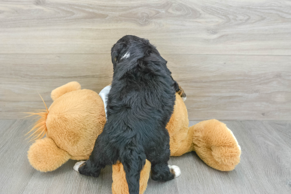 Energetic Bernadoodle Poodle Mix Puppy