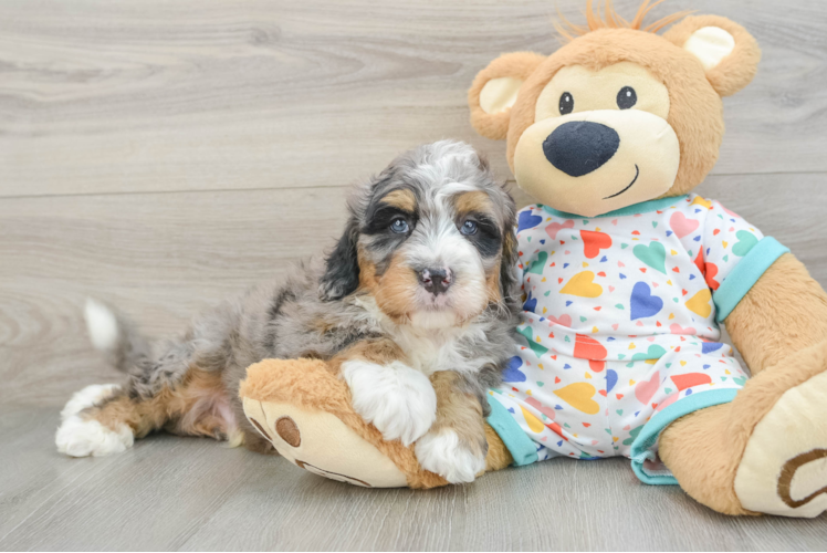Mini Bernedoodle Puppy for Adoption