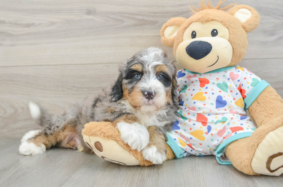8 week old Mini Bernedoodle Puppy For Sale - Windy City Pups